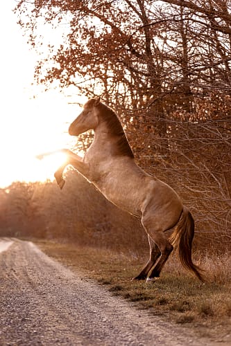 Dein Pferd in Action