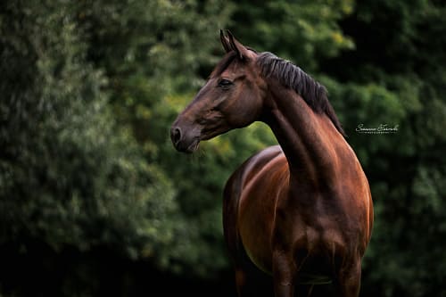 Klassisches Portrait
